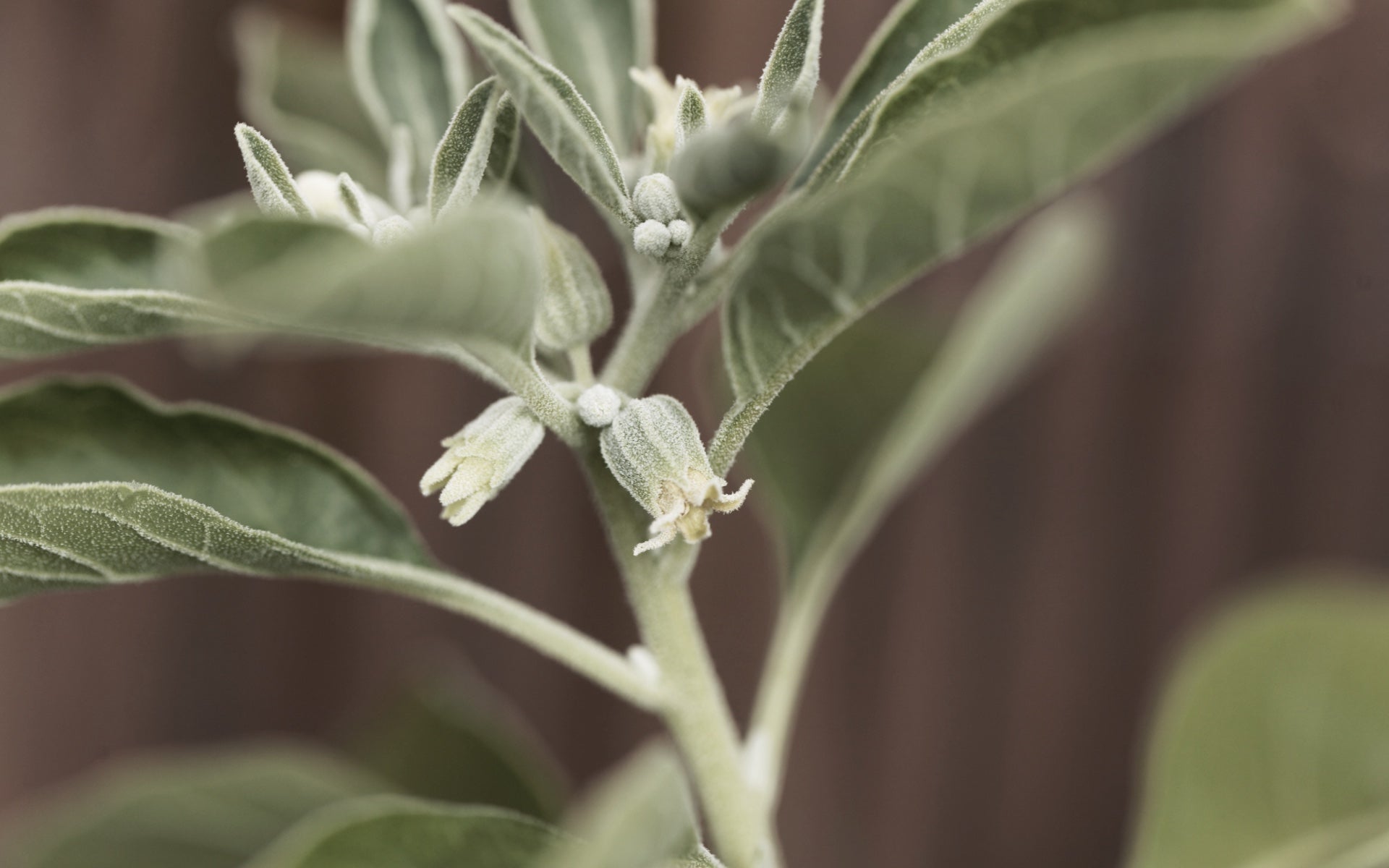 Ashwagandha